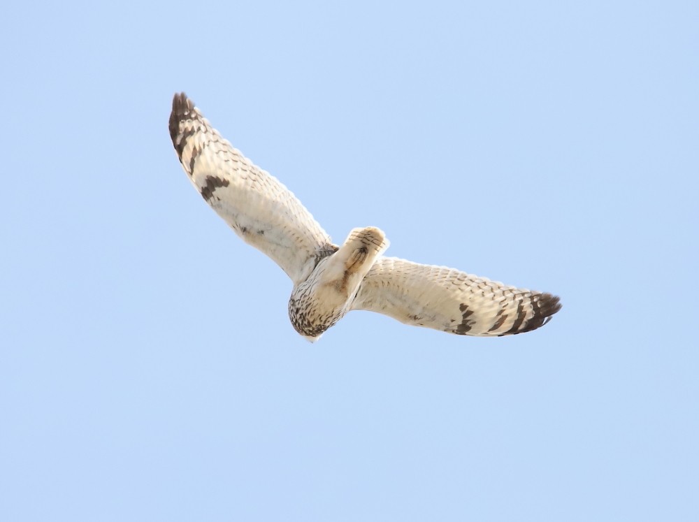 Short-eared Owl - ML445911221