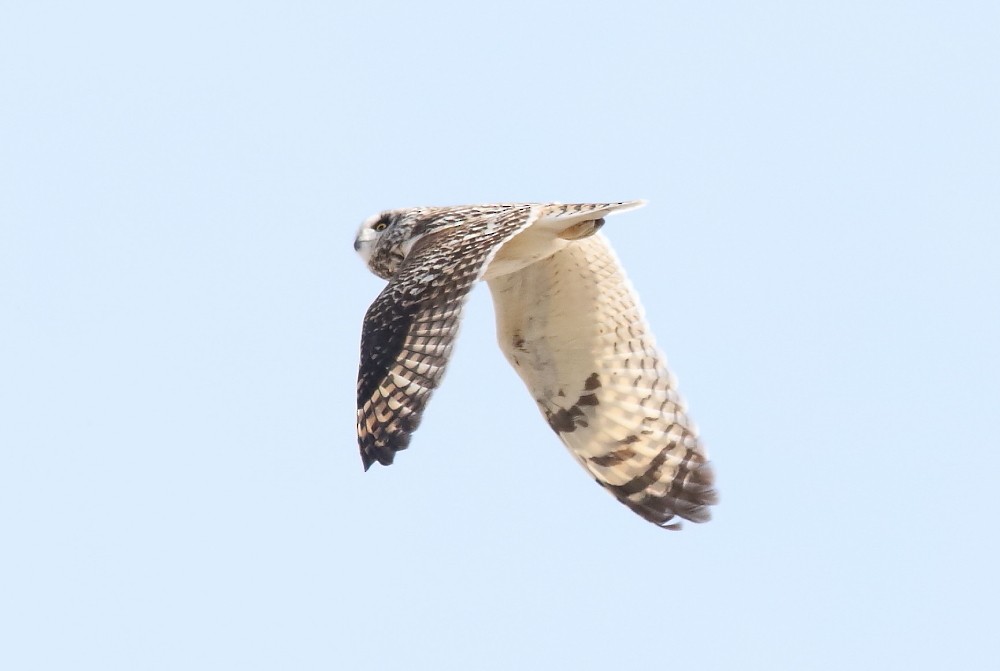 Short-eared Owl - ML445911271