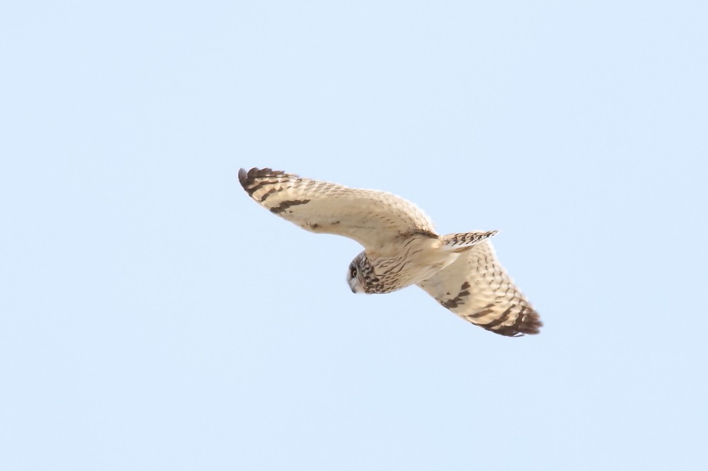 Short-eared Owl - ML445911401