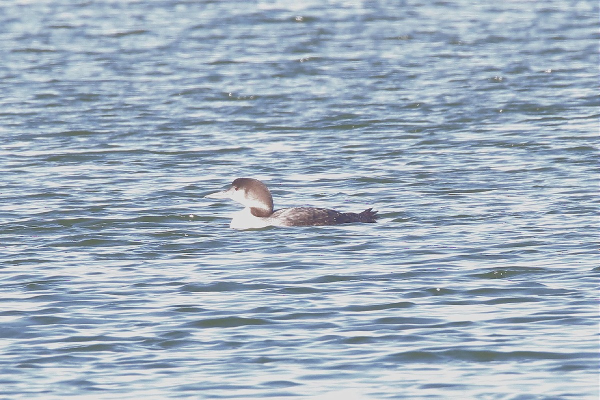 Common Loon - ML44591331