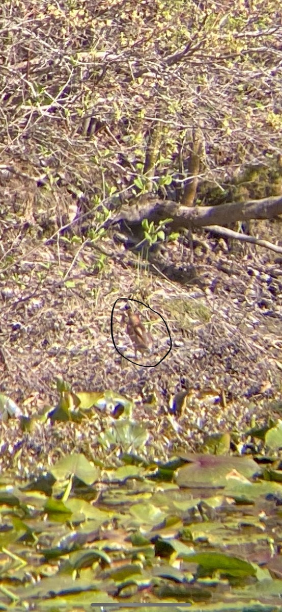 Least Bittern - ML445913491