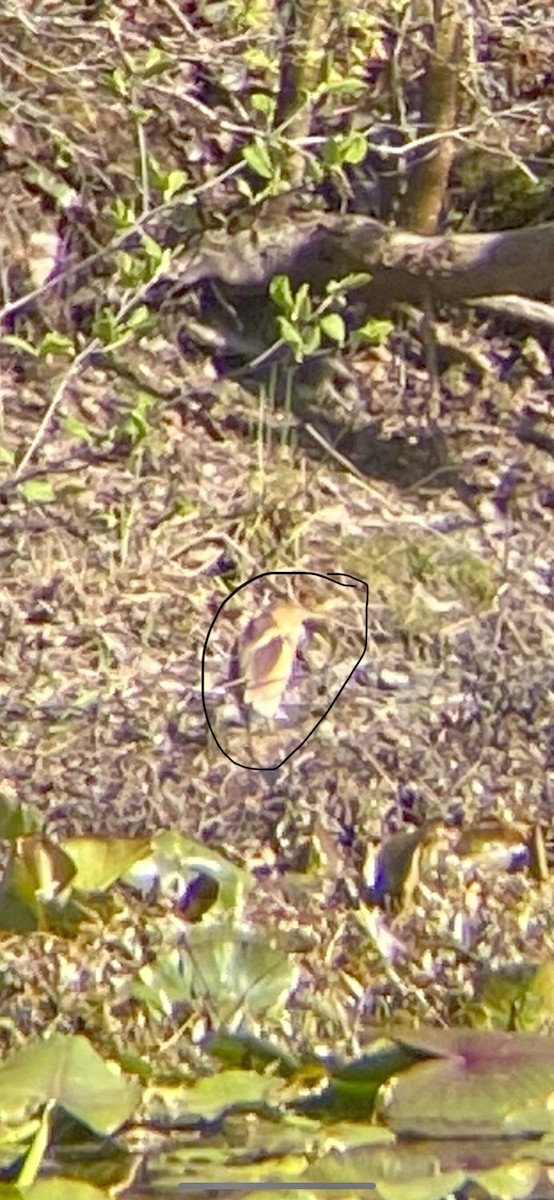 Least Bittern - ML445913521