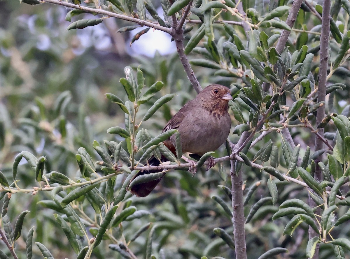 California Towhee - ML445914451