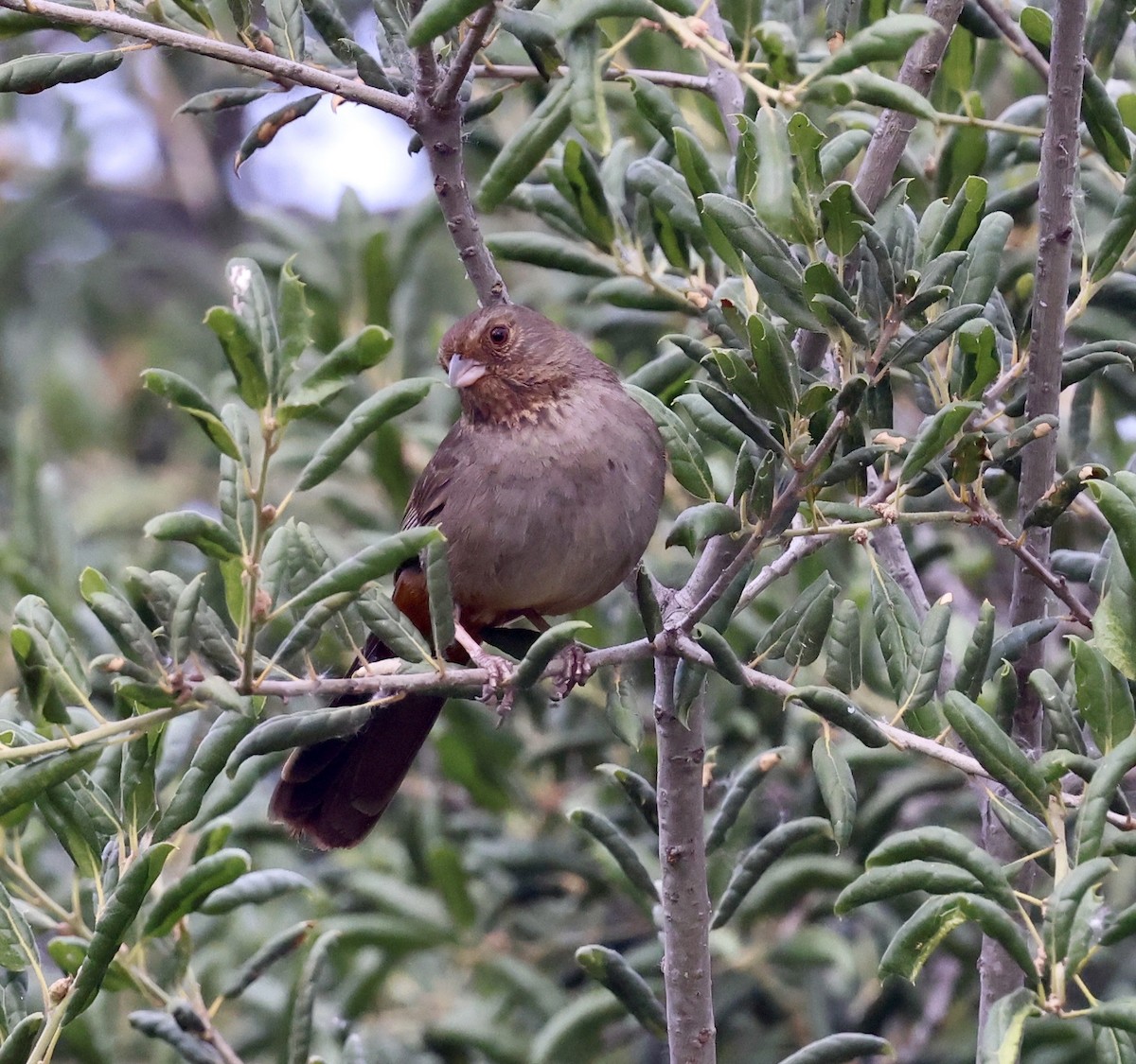 California Towhee - ML445914561