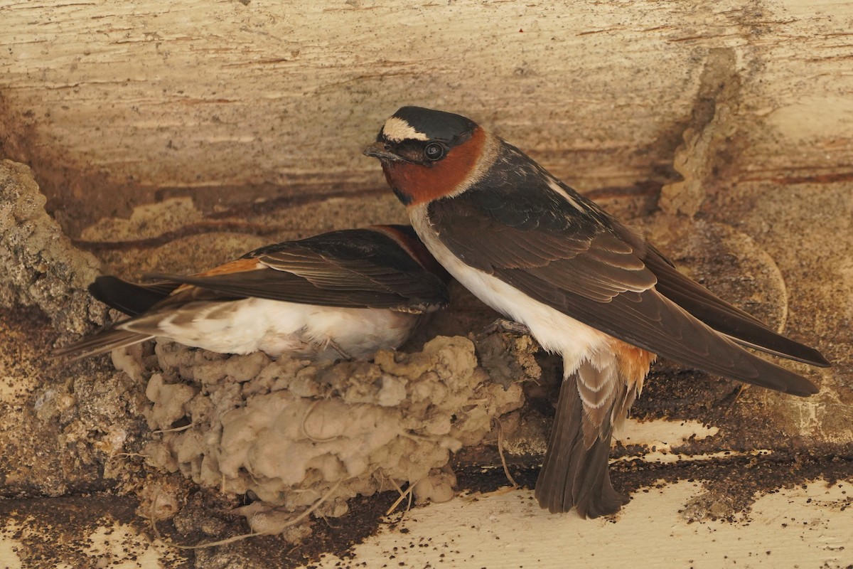 Cliff Swallow - Ben  Sonnenberg