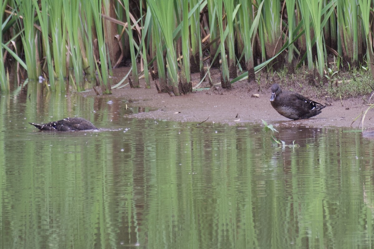 African Black Duck - ML445916541