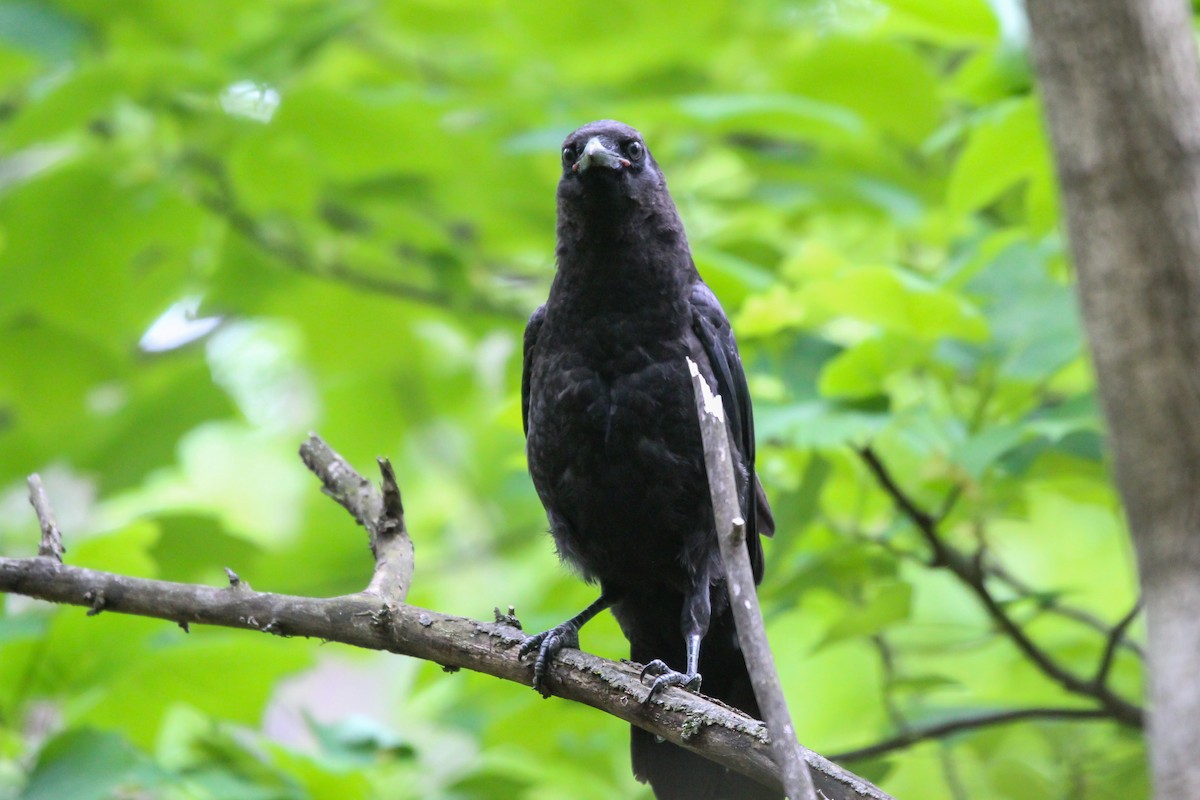 American Crow - ML445919741