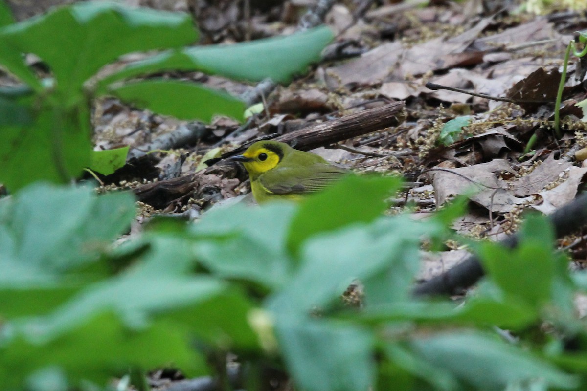 Hooded Warbler - Emily Smith