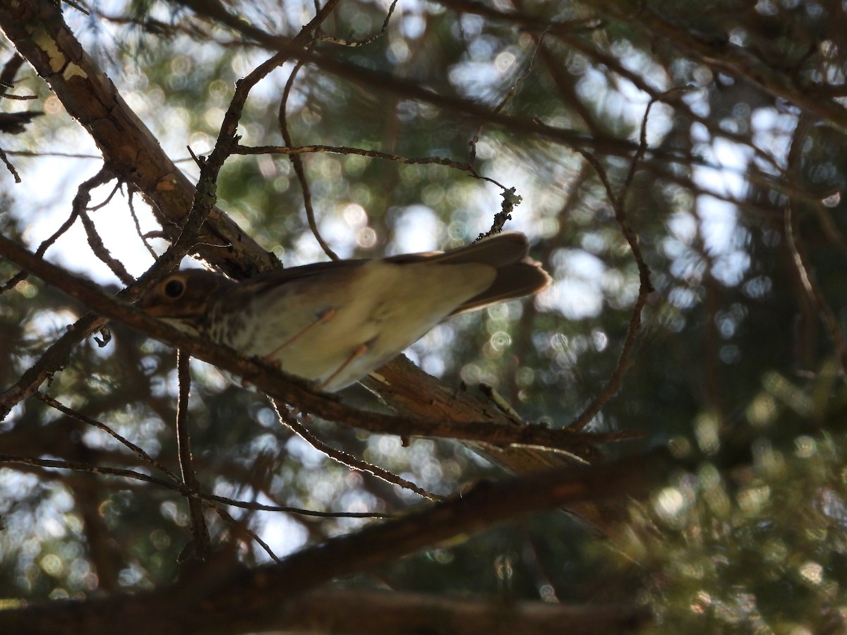 Swainson's Thrush - Rachael Casey