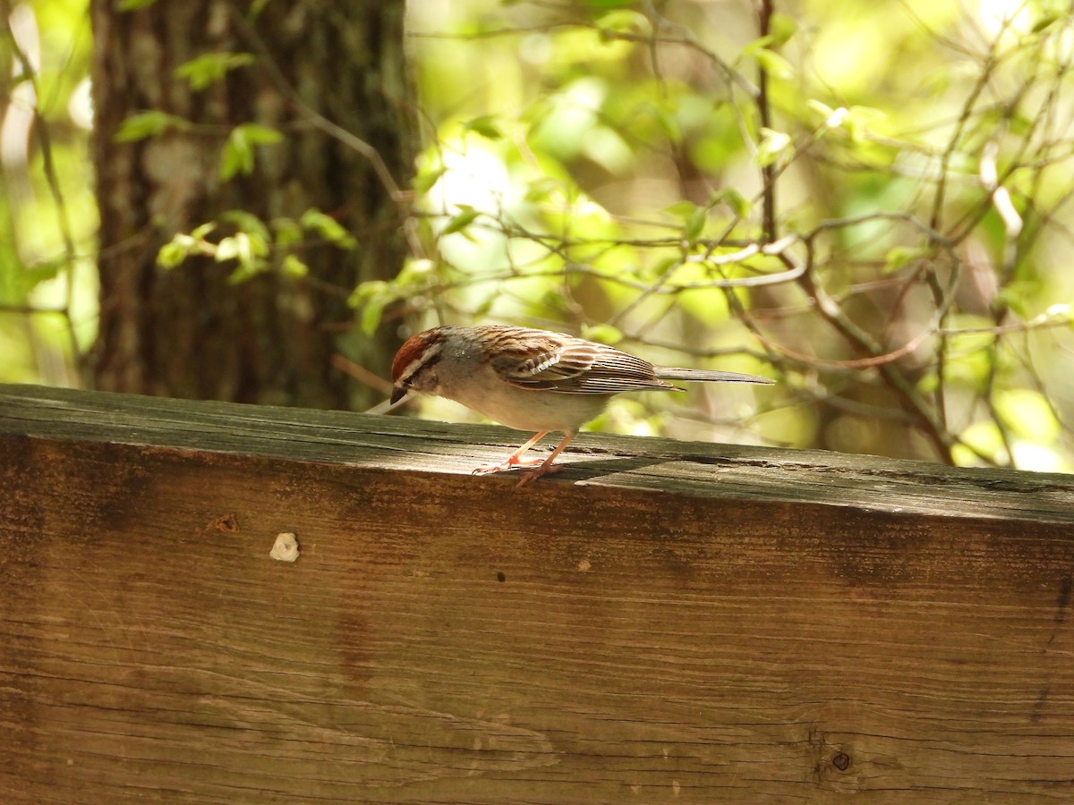 Chipping Sparrow - ML445921051