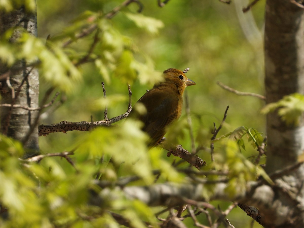 Summer Tanager - ML445921411