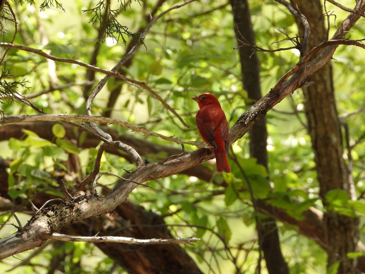 Summer Tanager - ML445921521