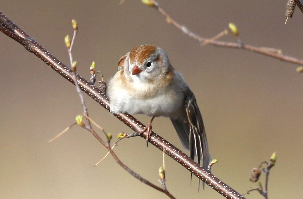 Field Sparrow - ML445922121