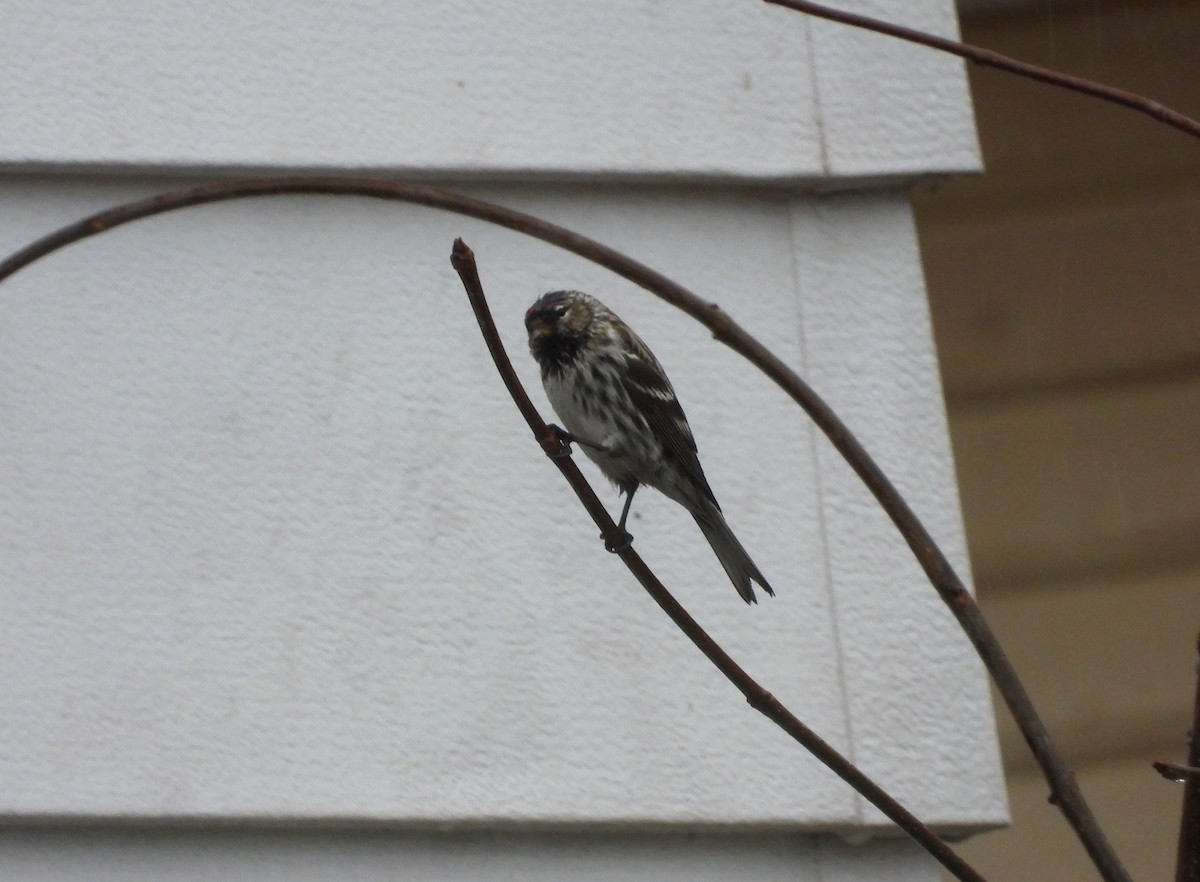 Common Redpoll - ML445922551