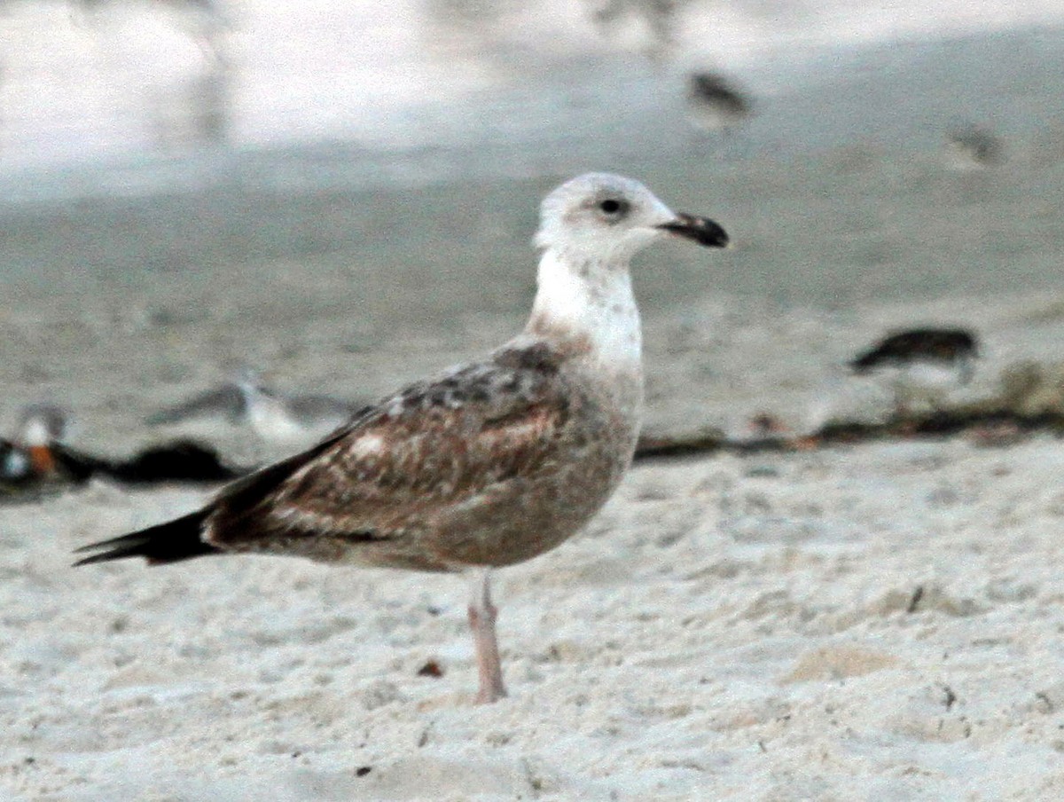 Lesser Black-backed Gull - ML44592271