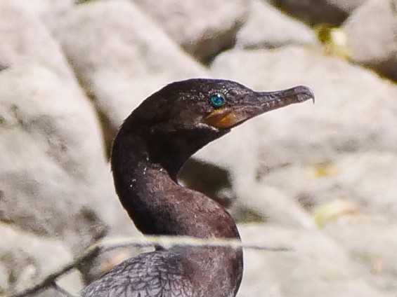 Neotropic Cormorant - ML445922951