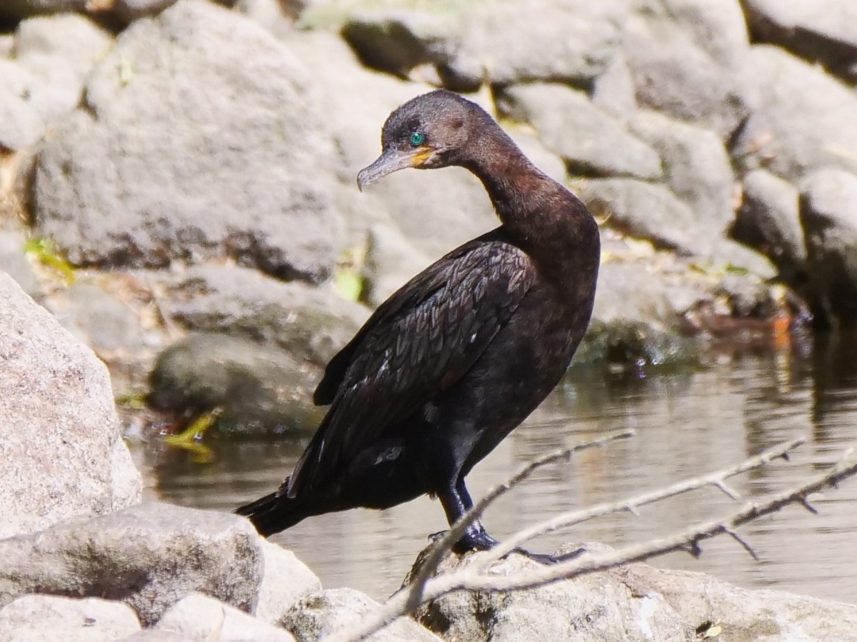 Neotropic Cormorant - ML445923021