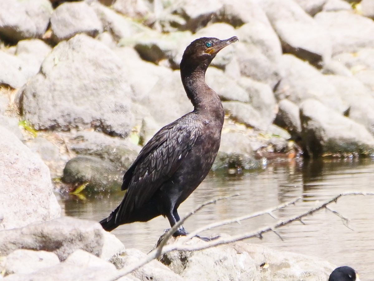 Neotropic Cormorant - ML445923031