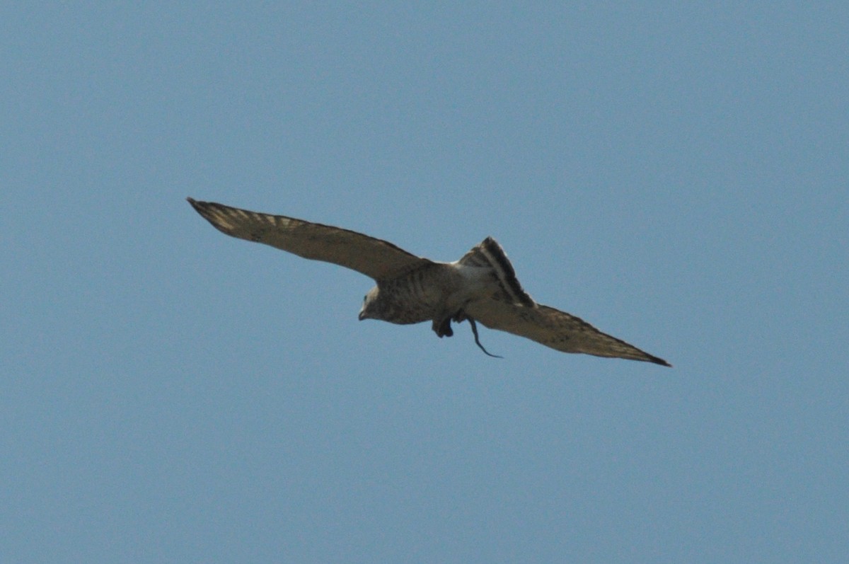 Broad-winged Hawk - ML445925131