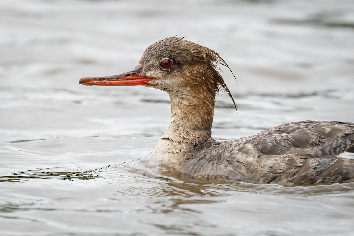 Red-breasted Merganser - ML445927851