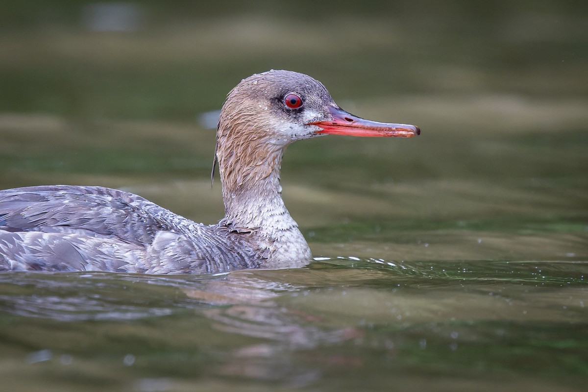 Red-breasted Merganser - ML445927911