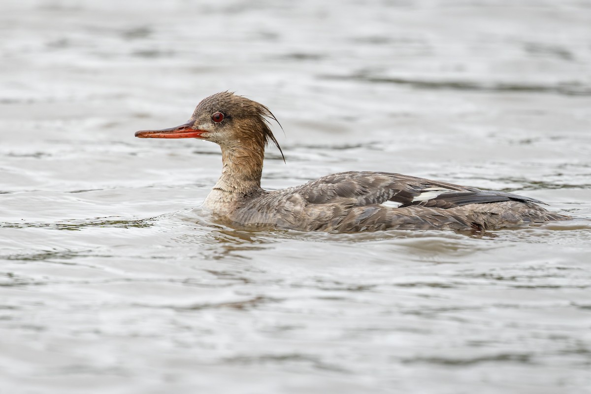 Red-breasted Merganser - ML445927951