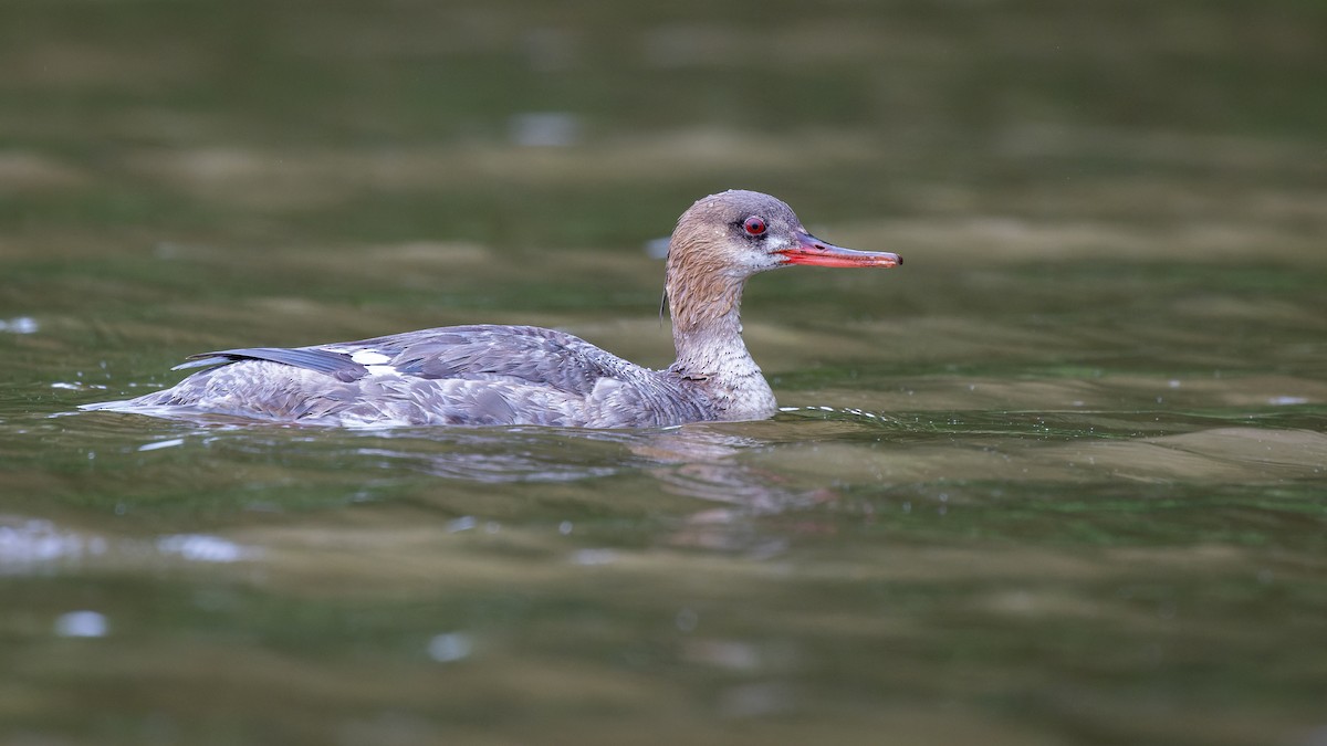 Red-breasted Merganser - ML445927971