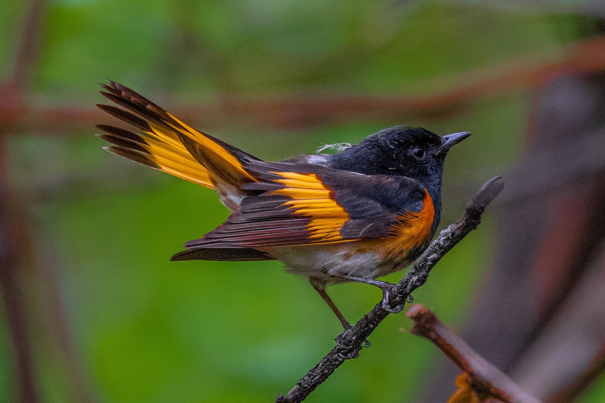 American Redstart - Mikie Catanzaro