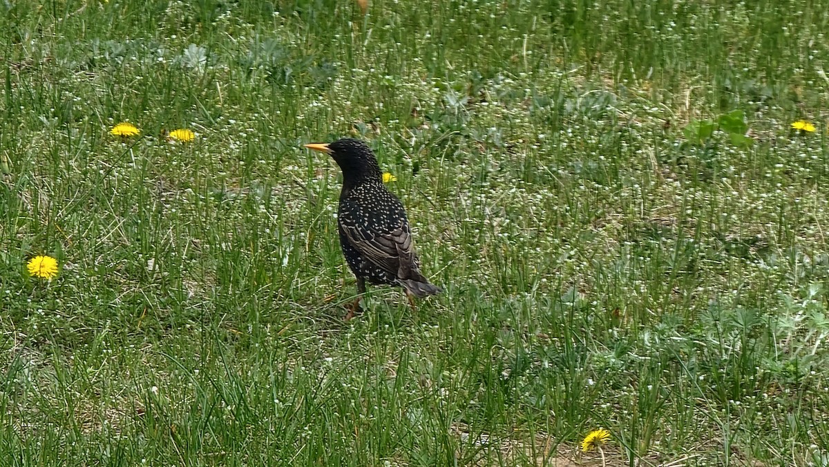 European Starling - ML445928491