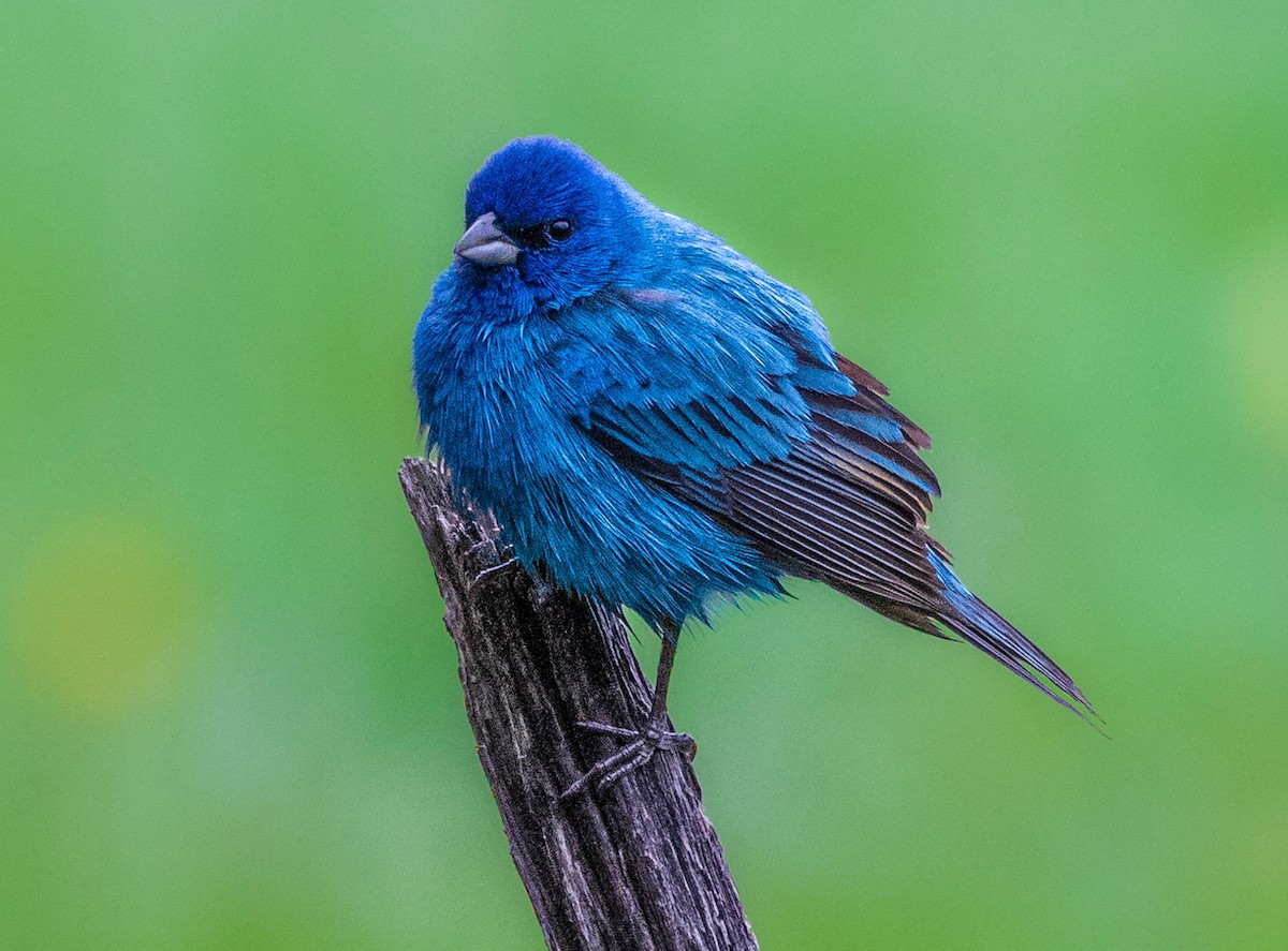 Indigo Bunting - ML445928801