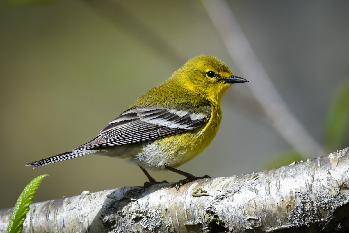 Pine Warbler - ML445928831