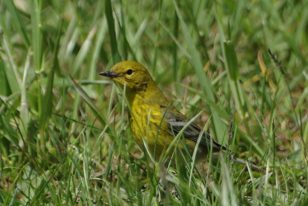 Pine Warbler - Douglas Stemke