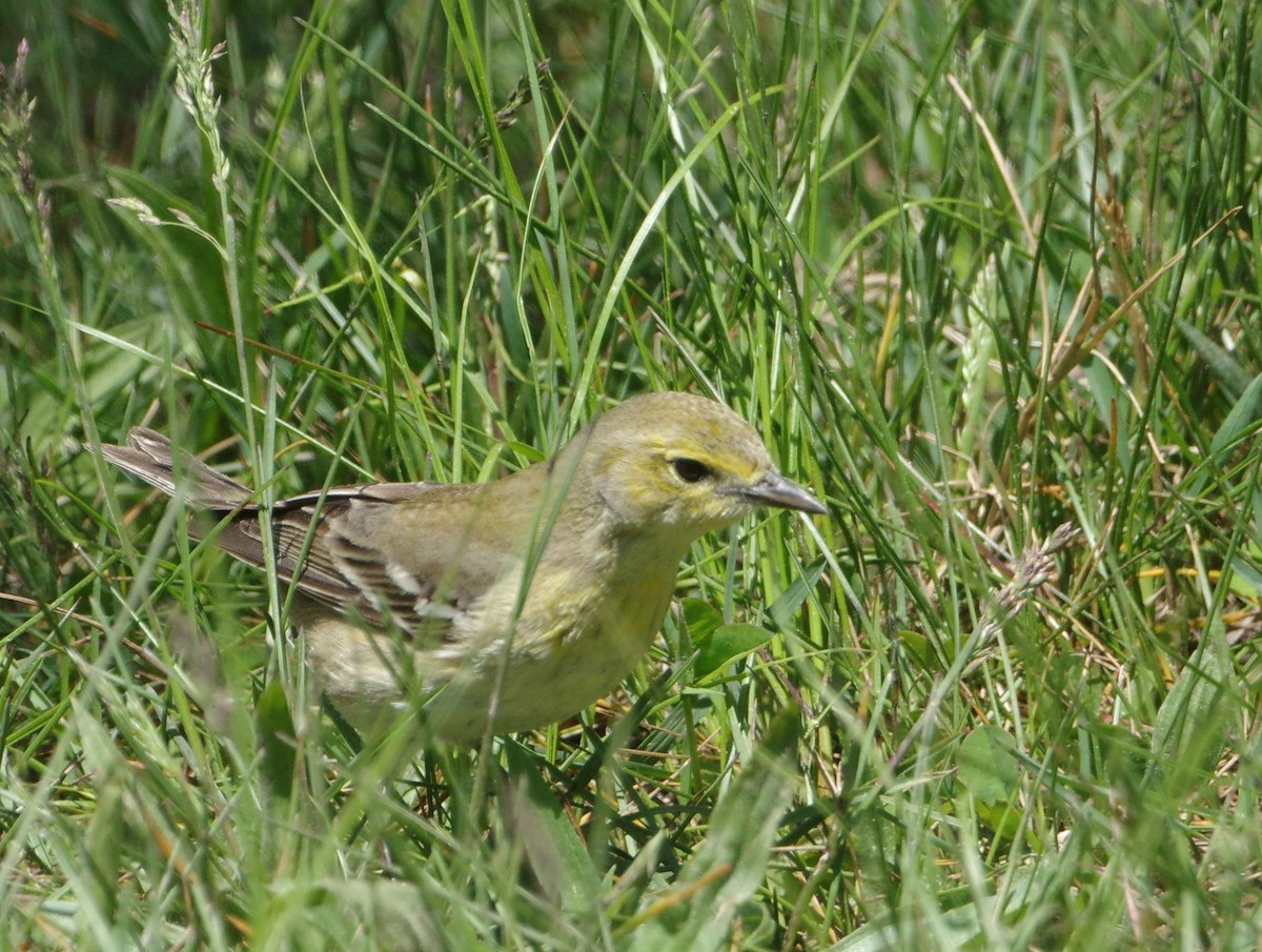 Kiefernwaldsänger - ML445930241