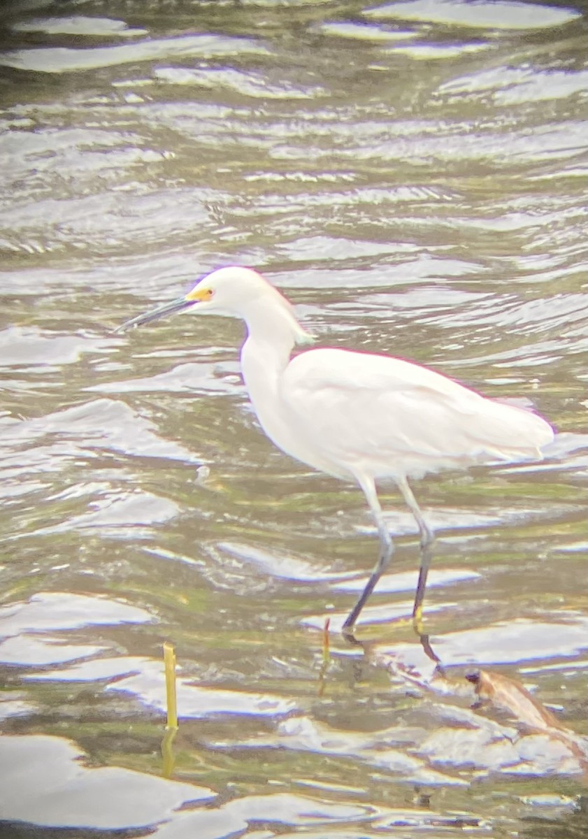 Snowy Egret - Ethan Bott