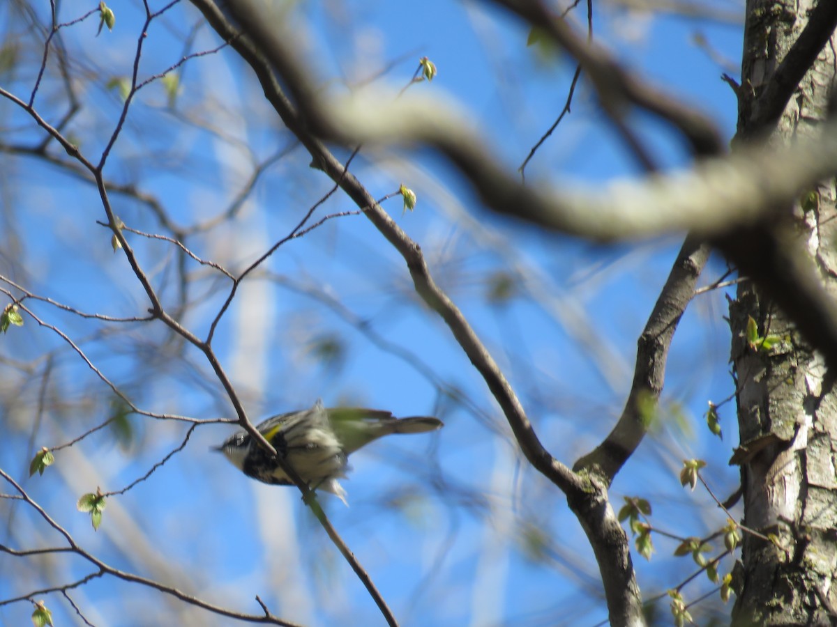 Yellow-rumped Warbler - Steve Paul