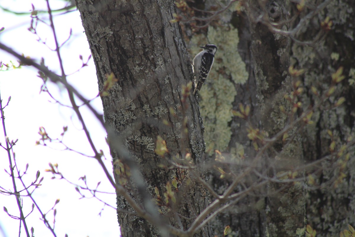 Downy Woodpecker - ML445931981