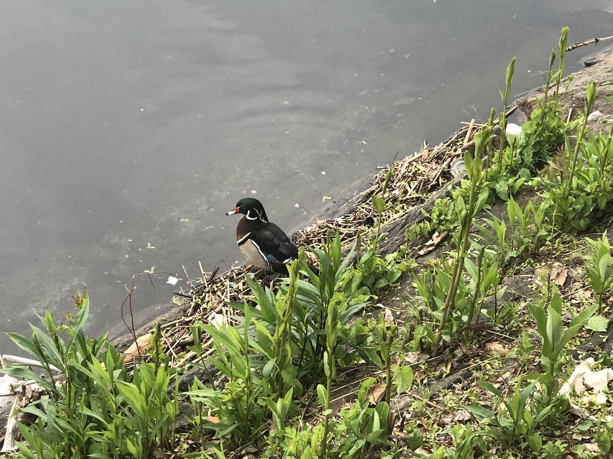 Wood Duck - ML445932191