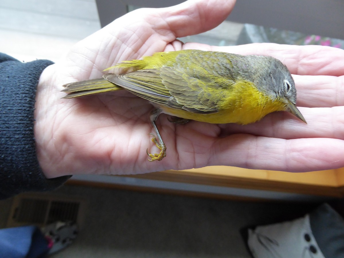 Nashville Warbler - ML445932461