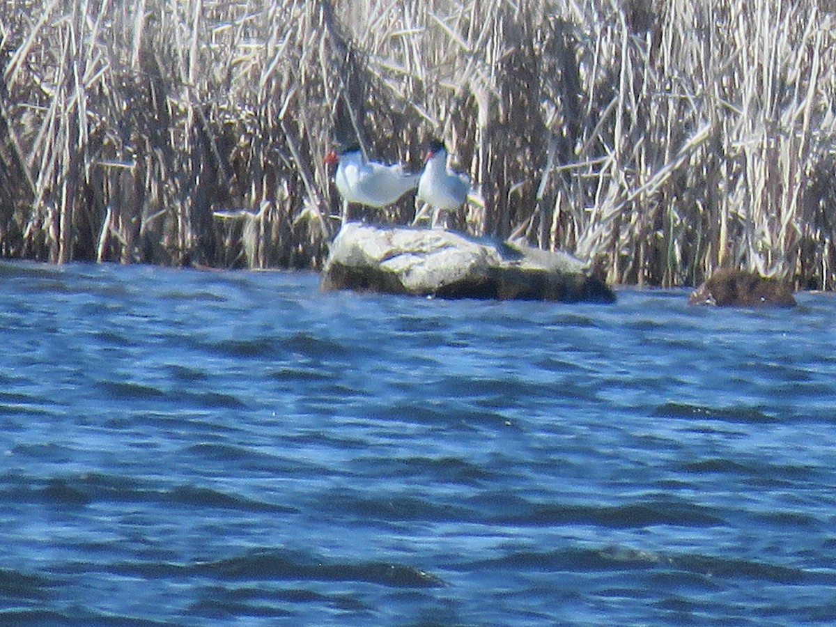 Caspian Tern - ML445932531