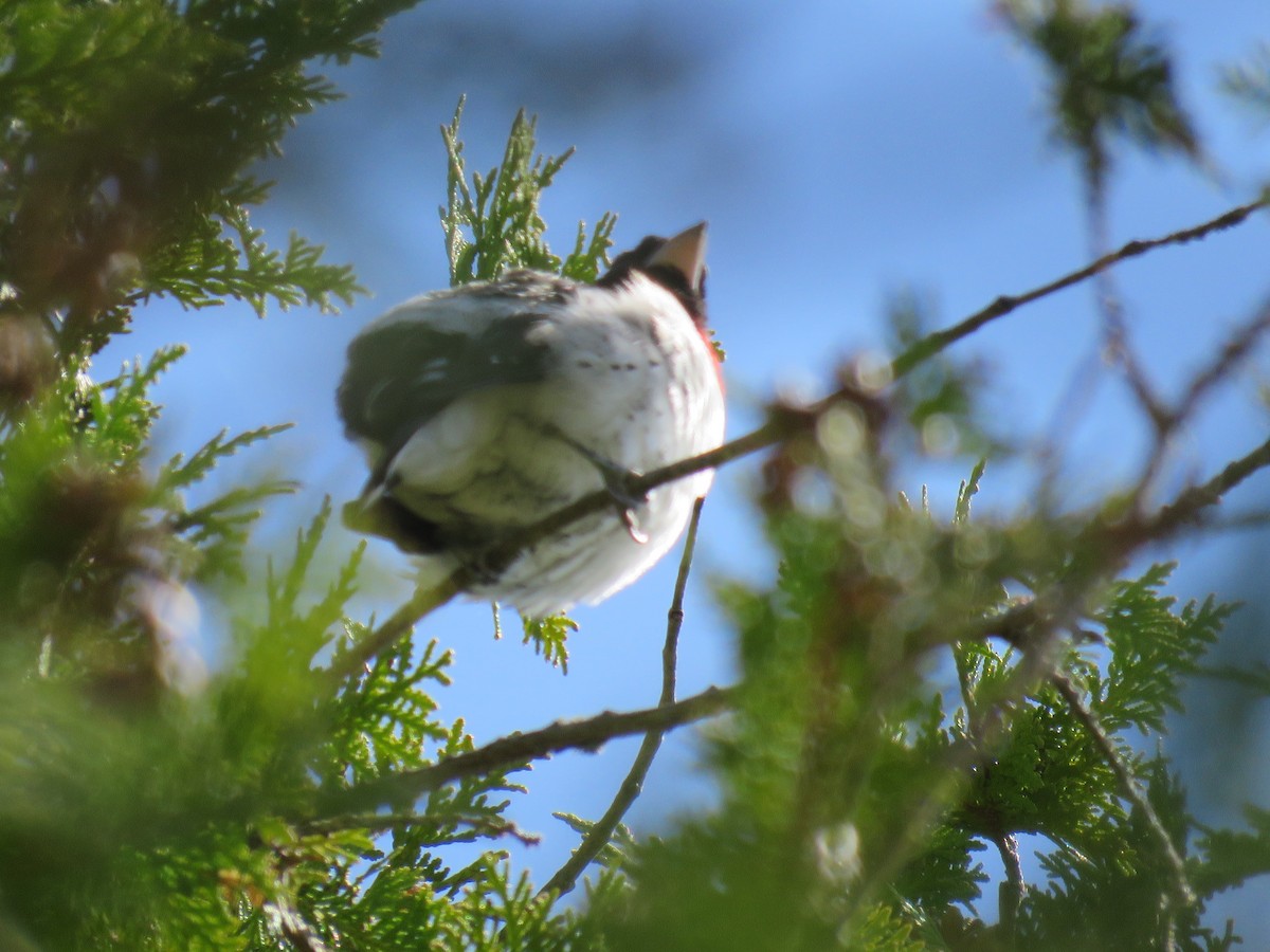 Rose-breasted Grosbeak - Steve Paul