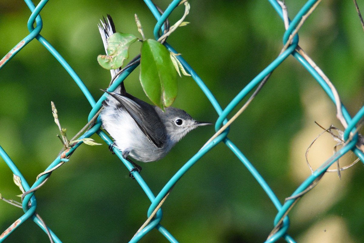 Blue-gray Gnatcatcher (Cozumel) - ML44593271