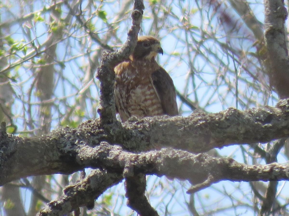 Broad-winged Hawk - Steve Paul