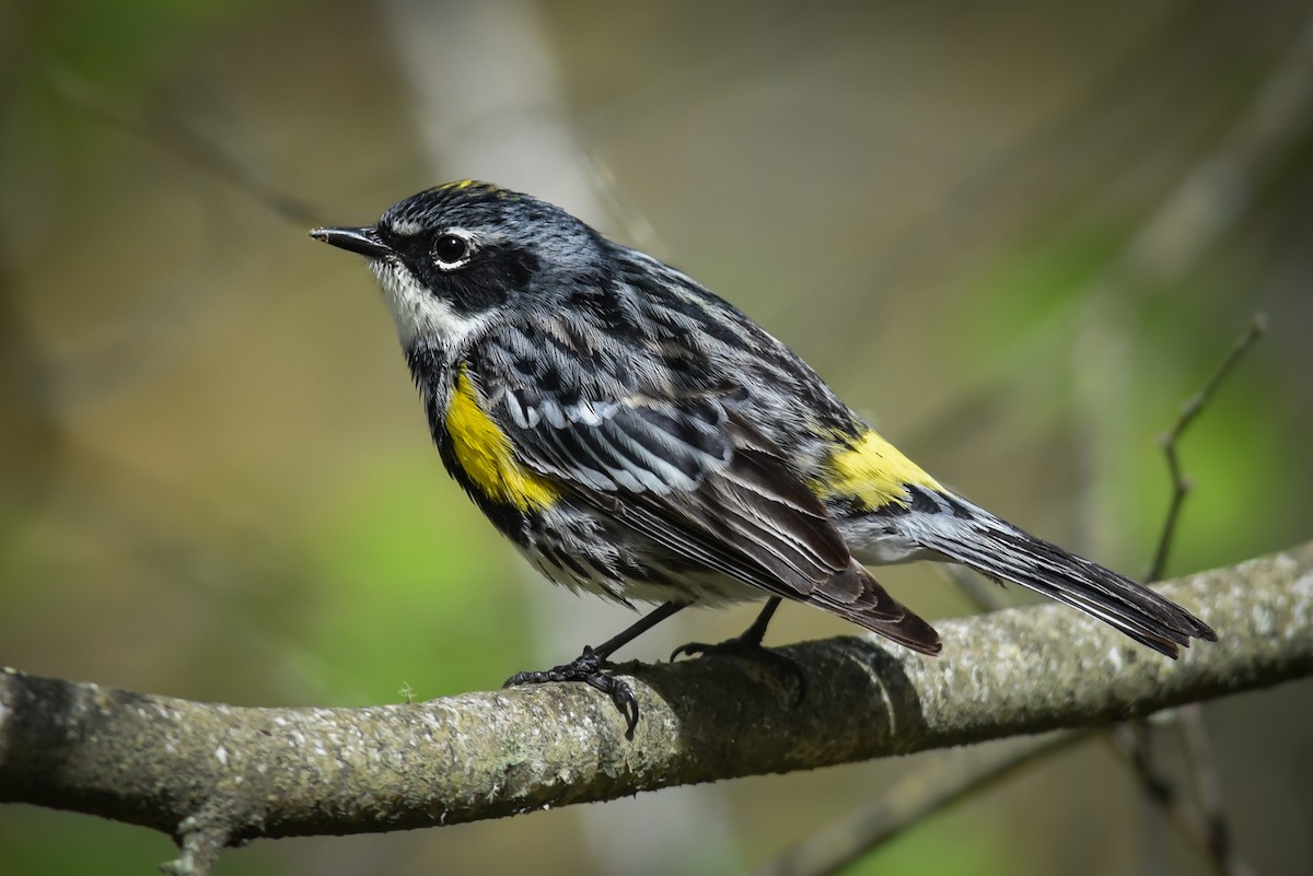 Yellow-rumped Warbler - ML445933261