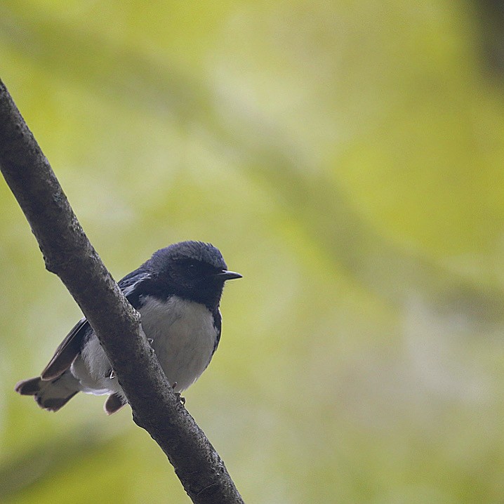 Black-throated Blue Warbler - ML445933341