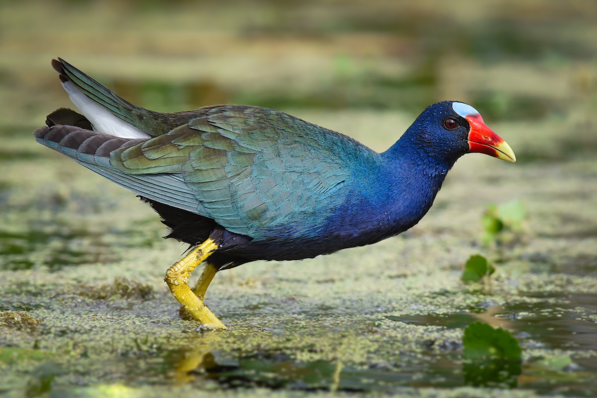 Purple Gallinule - ML445936061