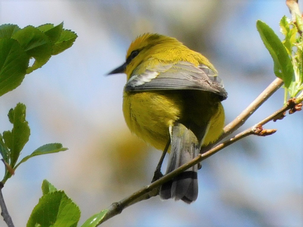 Blauflügel-Waldsänger - ML445936101