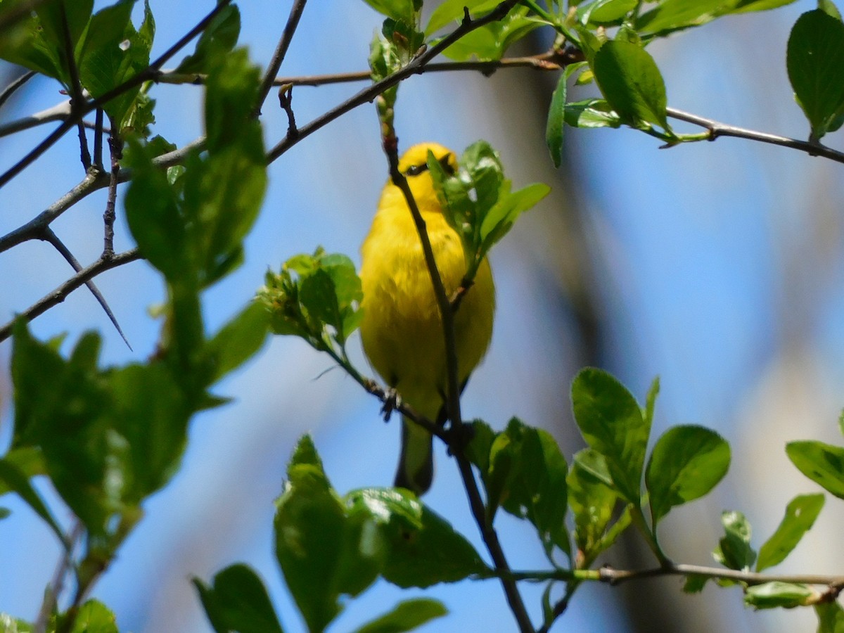 Blue-winged Warbler - ML445936121