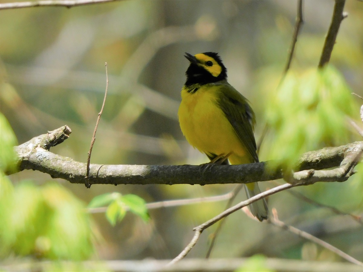 Hooded Warbler - ML445936261