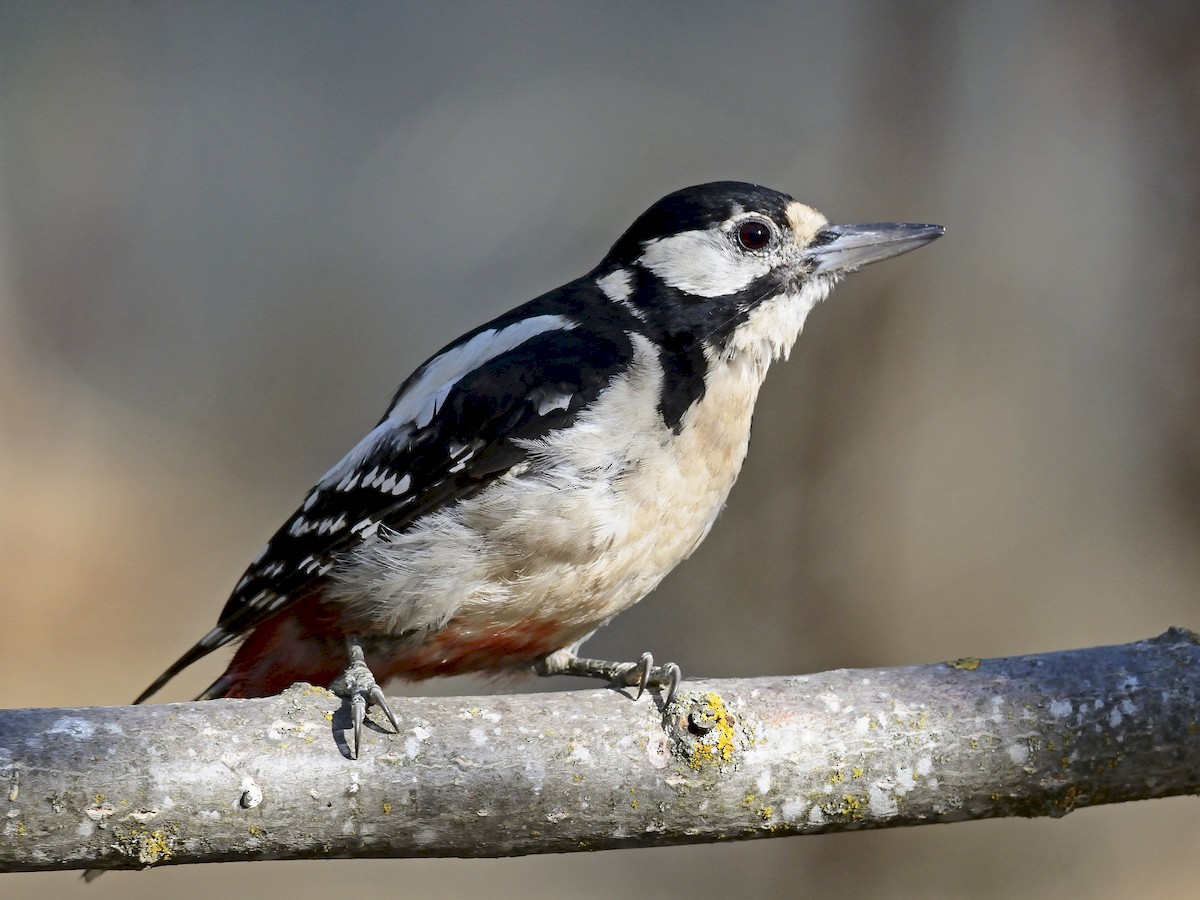 Female (Great Spotted)
