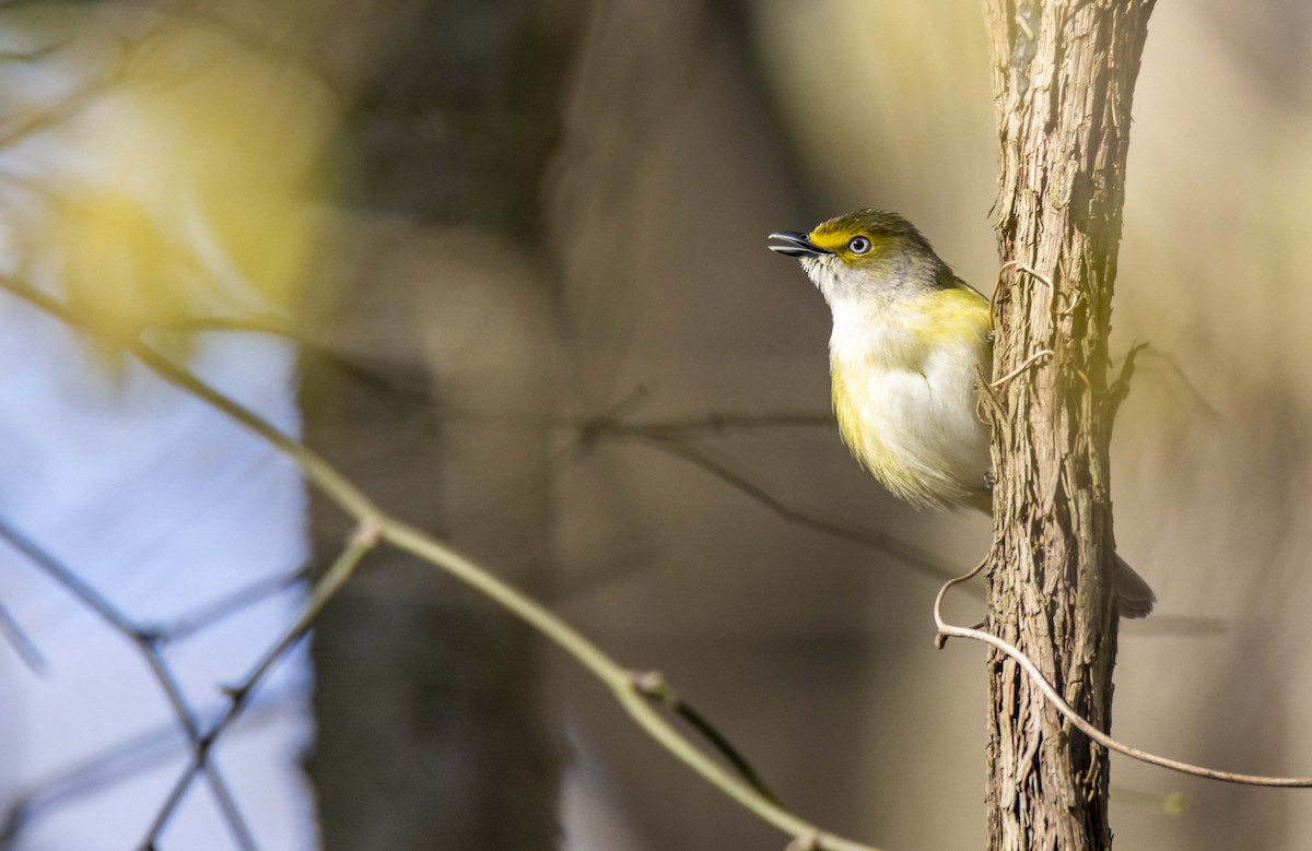 Ak Gözlü Vireo - ML445937701